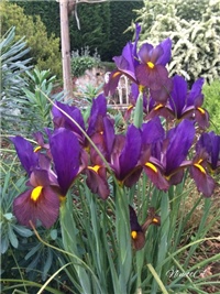 1a8b2184-20170511 Ri irisi.jpg